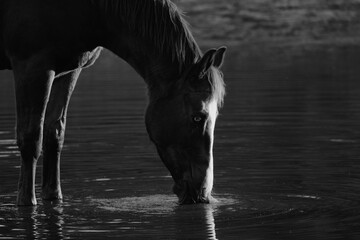 Horse drinking water from pond on farm close up in black and white, livestock hydration concept.