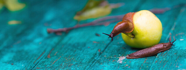 Close-up of the Spanish slug Arion lusitanicus on a green apple. Big slimy brown snails crawling around the garden. The invasion damages the leaves and crops. Collection of invasive species. © Юлия Клюева