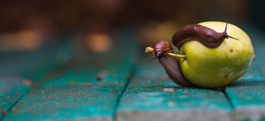 Close-up of the Spanish slug Arion lusitanicus on a green apple. Big slimy brown snails crawling...
