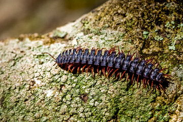 Centipede insect in Machu Picchu area Peru .Fauna of Soth America.