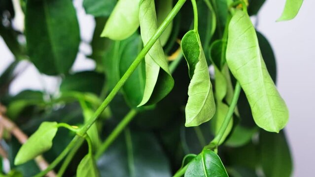 Withered jasmine leaves. Bad hoopoe for indoor plants, lack of watering