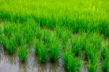 Fototapeta premium The close background of the green rice fields, the seedlings that are growing, are seen in rural areas as the main occupation of rice farmers who grow rice for sale or living.