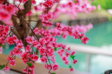 Naklejka na ściany i meble blurry abstract background Pink leaves (cherry blossoms), which are decorated for beauty in restaurants or cafes, allow customers to take photos while traveling.