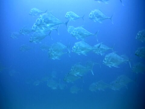 Indian threadfin trevally (Alectis indica) group