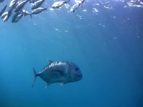 Giant trevally (Caranx ignobilis) along with bigeye trevally