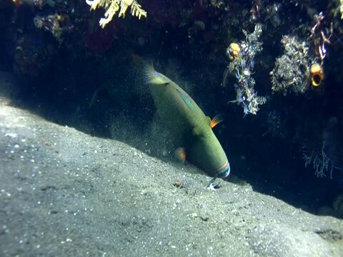 Striped triggerfish (Balistapus undulatus) eating on the sand
