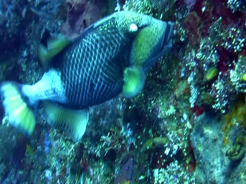 Titan triggerfish (Balistoides viridescens) eating