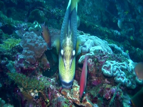Titan triggerfish (Balistoides viridescens) eating