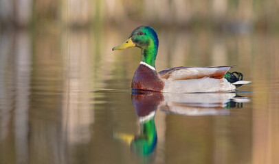 Mallard - male bird at a small lake in spring