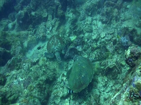 2 hawksbill turtle (Eretmochelys imbricata) talking to each other