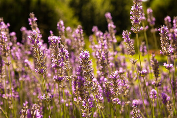 close-up of lavender field in summer