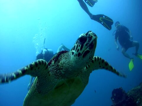 Hawksbill turtle (Eretmochelys imbricata) swimming towards camera