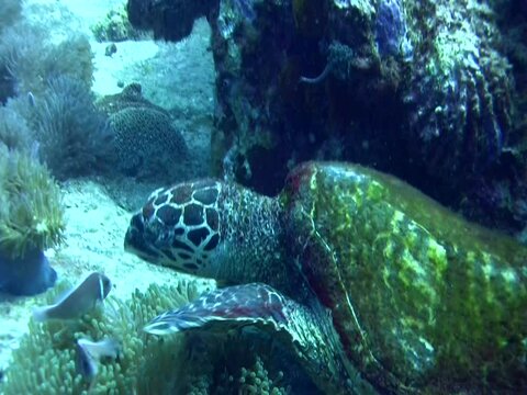 3 legged hawksbill turtle (Eretmochelys imbricata) attacked by pink anemonefish