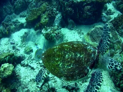 Hawksbill turtle (Eretmochelys imbricata) and blue-spotted fantail ray (Taeniura lymna)