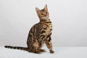 Obraz premium a bengal cat kitten on a white background