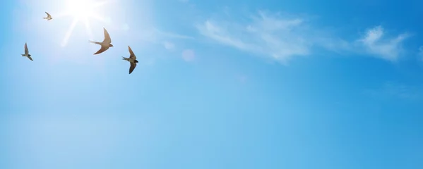 Fototapete Vögel abstract beautiful peaceful summer sky background  sunrise new day and flying flock of birds  © Konstiantyn