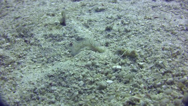 Bristle worm crawling