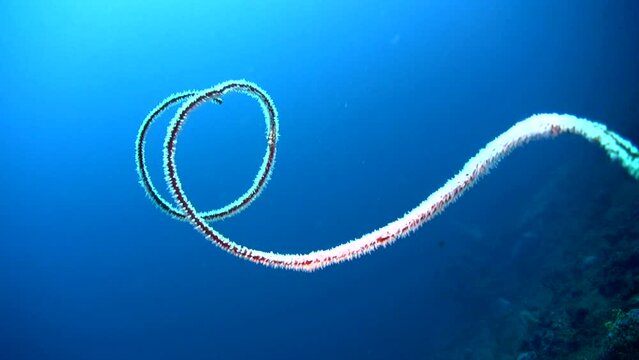 Spiral coral (Cirrhipathes spiralis)