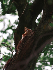Squirrel on tree