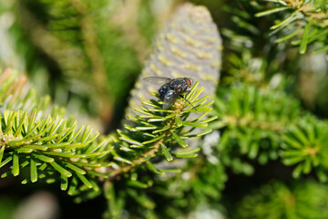 fly and young green cone
