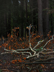 Wiejskie widoki Tu i Tam. © Czesaw