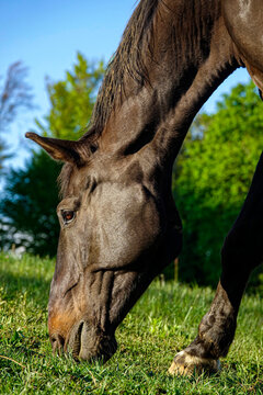 VERTICAL: Beautiful dark brown horse eating grass while grazing on green pasture