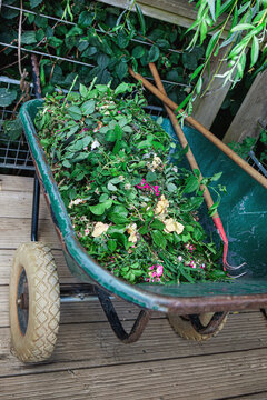 Transporting green waste in a wheelbarrow