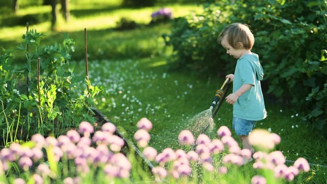 Cute toddler boy watering flower beds using a hose in the garden at summer day