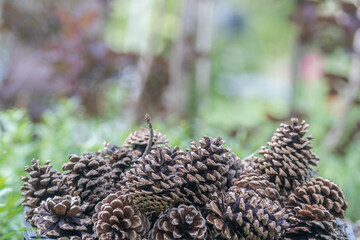 Naklejka na ściany i meble A pile of pine cones
