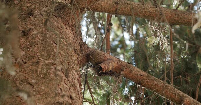 Stretching on trees. Hand fragmentation grenade RGN and RGO