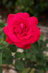 Beautiful red rose in a garden