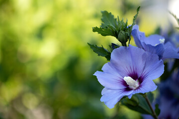 Blüte des Hibiscus, Nahaufnahme © Harald Biebel