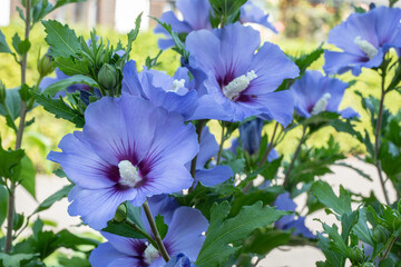 Blüten des Hibiscus, Nahaufnahme © Harald Biebel