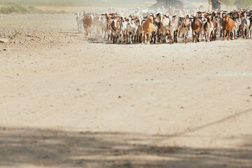 Spanish Goats