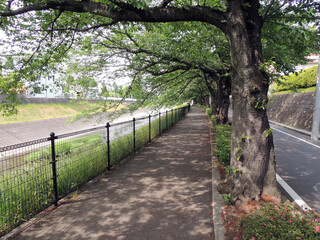 河辺の遊歩道