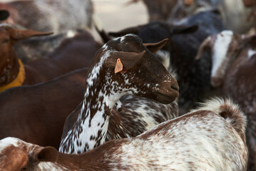 Spanish Goats