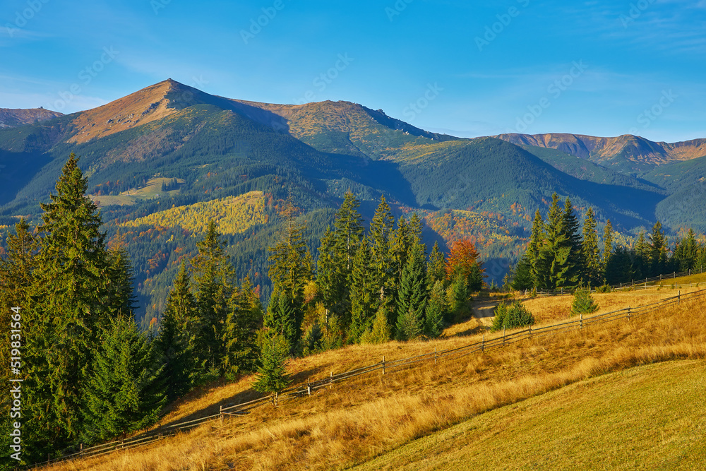 Wall mural Forest on a sunny day in autumn season.