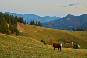 Mountain landscape with cows. Peaceful atmosphere.