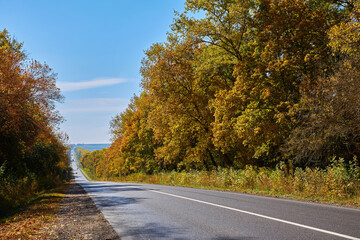 Asphalt road with fallen leaves inl autumn forest.
