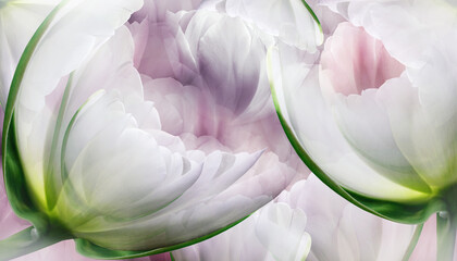 Flowers  tulips Floral vintage background. Petals tulips. Close-up. Nature.