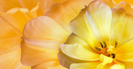 Yellow tulip.  Flower and petals tulips.  Floral  background.    Closeup.  Nature.