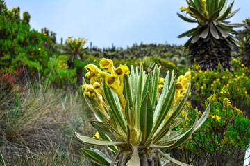 Fototapeta premium Frailejón 