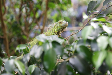 Iguana on a tree. Large herbivorous lizard of the iguana family