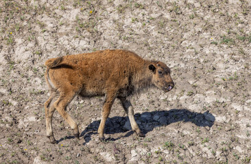 Cute Bison Calf in Yellowstone National Park Wyoming in Summer