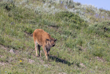 Cute Bison Calf in Yellowstone National Park Wyoming in Summer