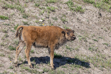 Fototapeta premium Cute Bison Calf in Yellowstone National Park Wyoming in Summer
