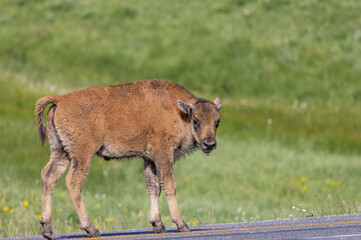 Cute Bison Calf in Yellowstone National Park Wyoming in Summer