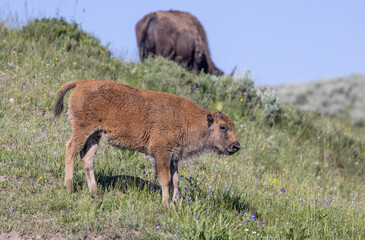Cute Bison Calf in Yellowstone National Park Wyoming in Summer