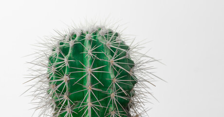 round cactus seen up close