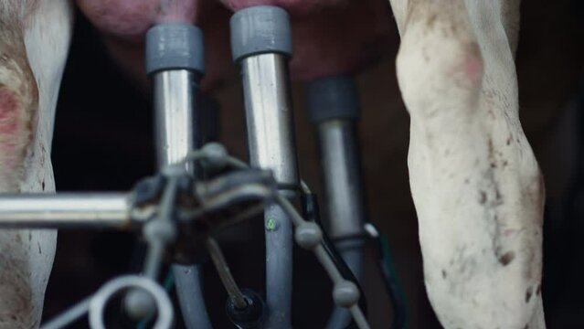 Cows milk pumping automat working on cattle udder close up. Milking system.